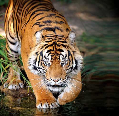 The Proud Predators Of The Sundarbans