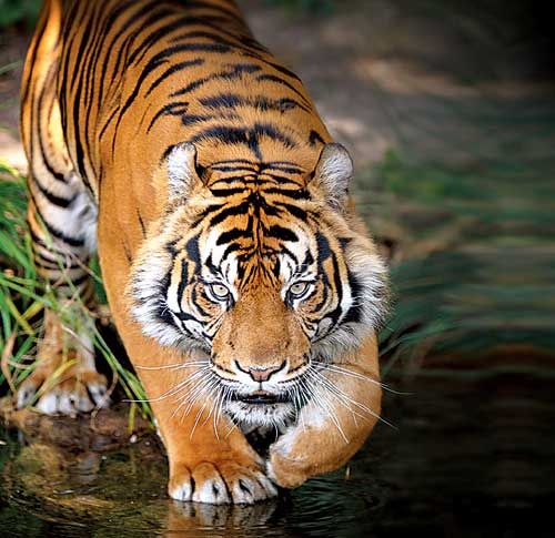 An Image of a Royal BengalTiger